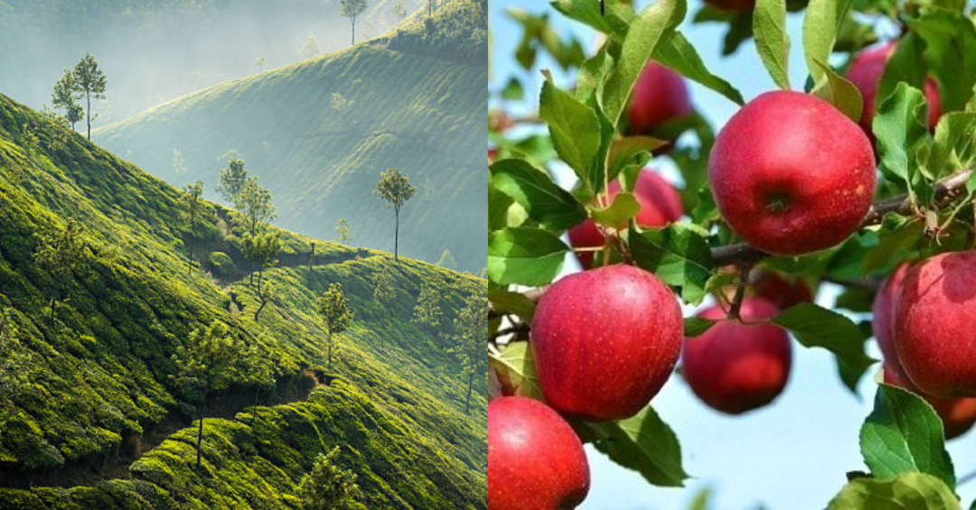 Grand Kanthalloor fest in Keralas Apple Valley has commenced. Here are