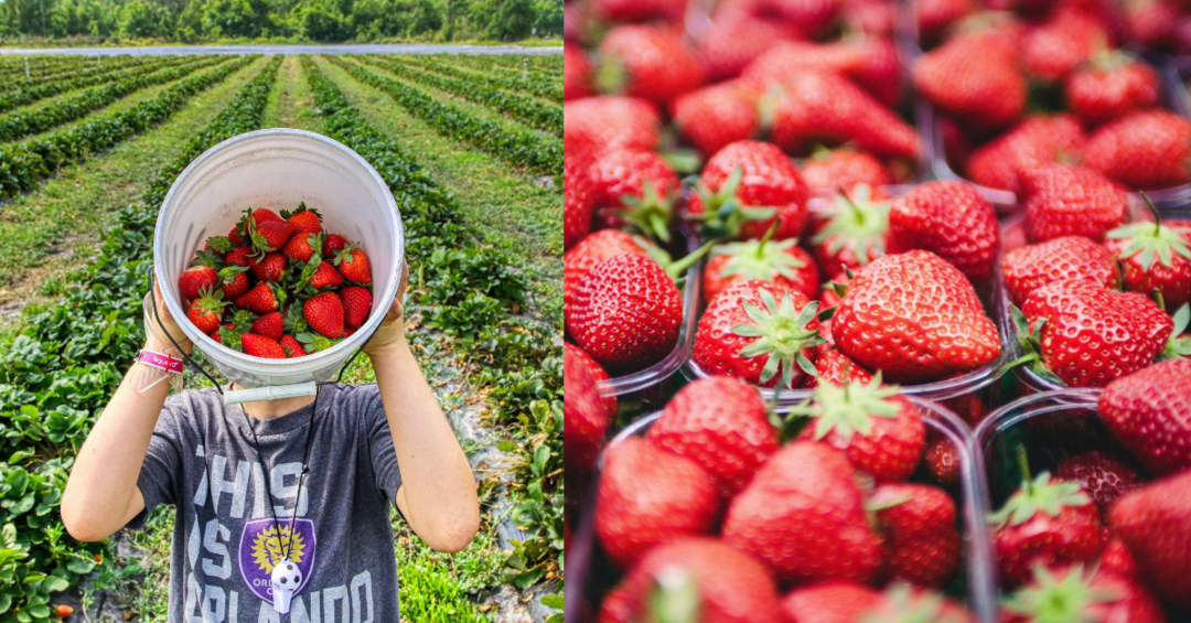 Ready for a PluckAndEat Experience These Strawberry Farms Offer a