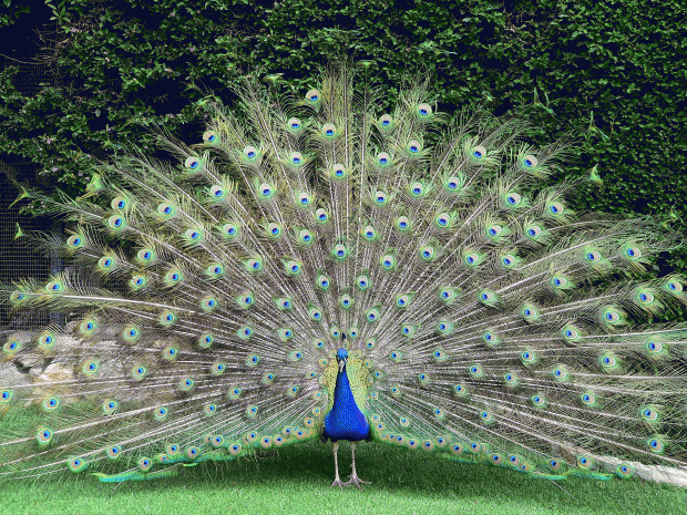 Photo of Hidden Gems - Morachi Chincholi, The Village of Peacocks 1/3 by Suresh Khapay