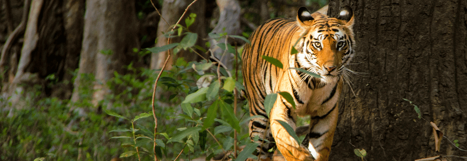 A Complete Guide Bandhavgarh National Park - Tripoto