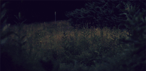 Photo of Rajmachi Fort: Trek with the Fireflies This Monsoon by Pritha Puri