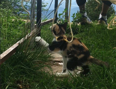 Photo of The Purrfect Trip: On the road with the traveling kitten by Himani Sahni