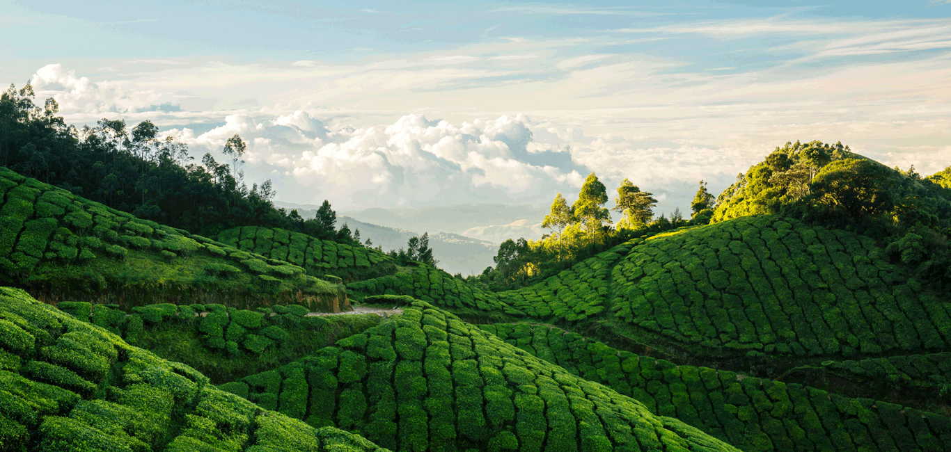 Photo of Kerala Unlocked ! 2/4 by Bonton Holidays