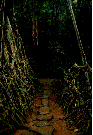 Photo of Cherrapunjee, Cherrapunjee Holiday Resort Road,Latikynsew Village, Sohsarat, Meghalaya 793112, India by Richa Mehrotra