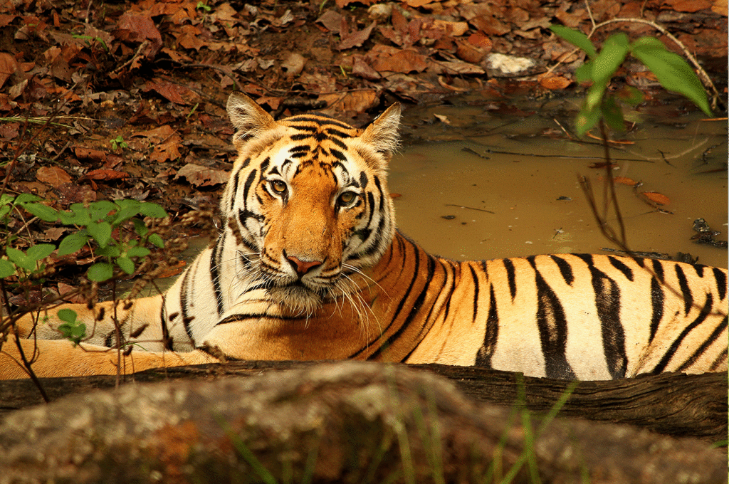 Photo of Explore the best Assam tourist places 8/12 by Nature Hunt Tours