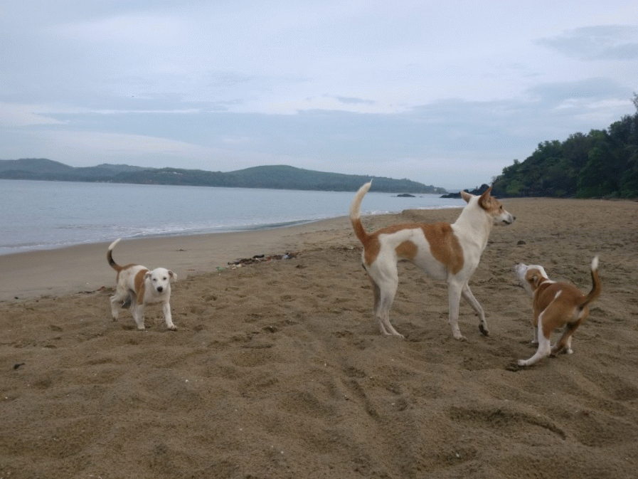Photo of Gokarna By Anjana Sudev
