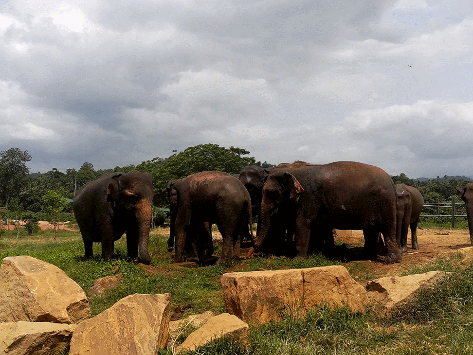 Photo of Pinnawala Elephant Orphanage By Sanjana