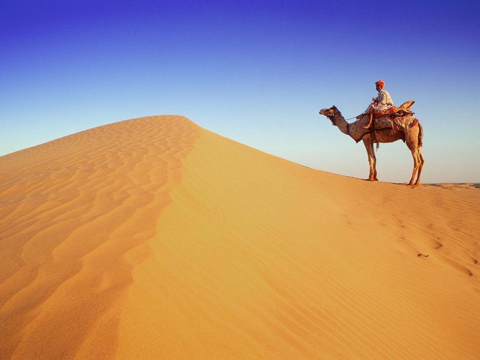 Camel Saddles & Ap World History: A Surprising Connection - yq8ed1v
