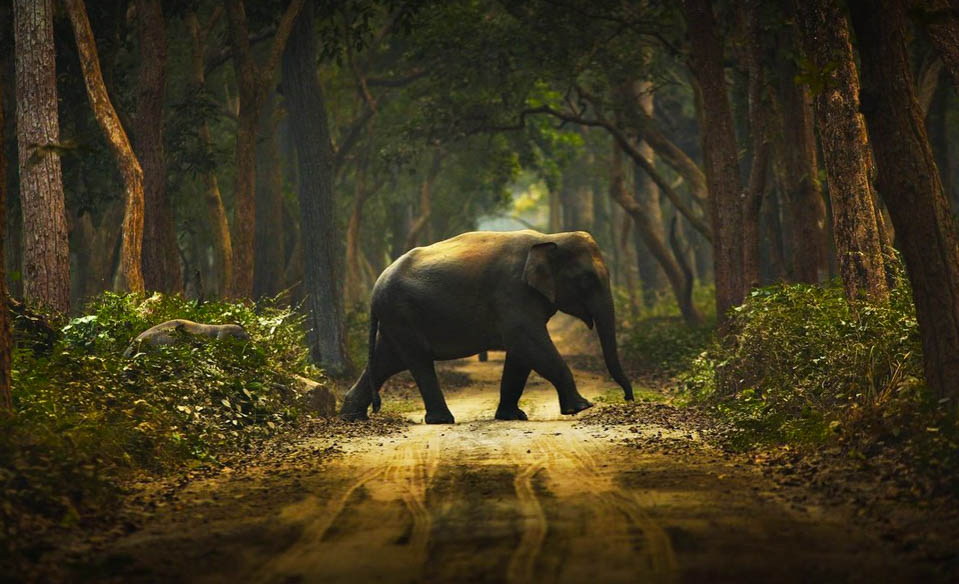 Dudhwa National Park: A Place Near Delhi That Transforms An Average ...