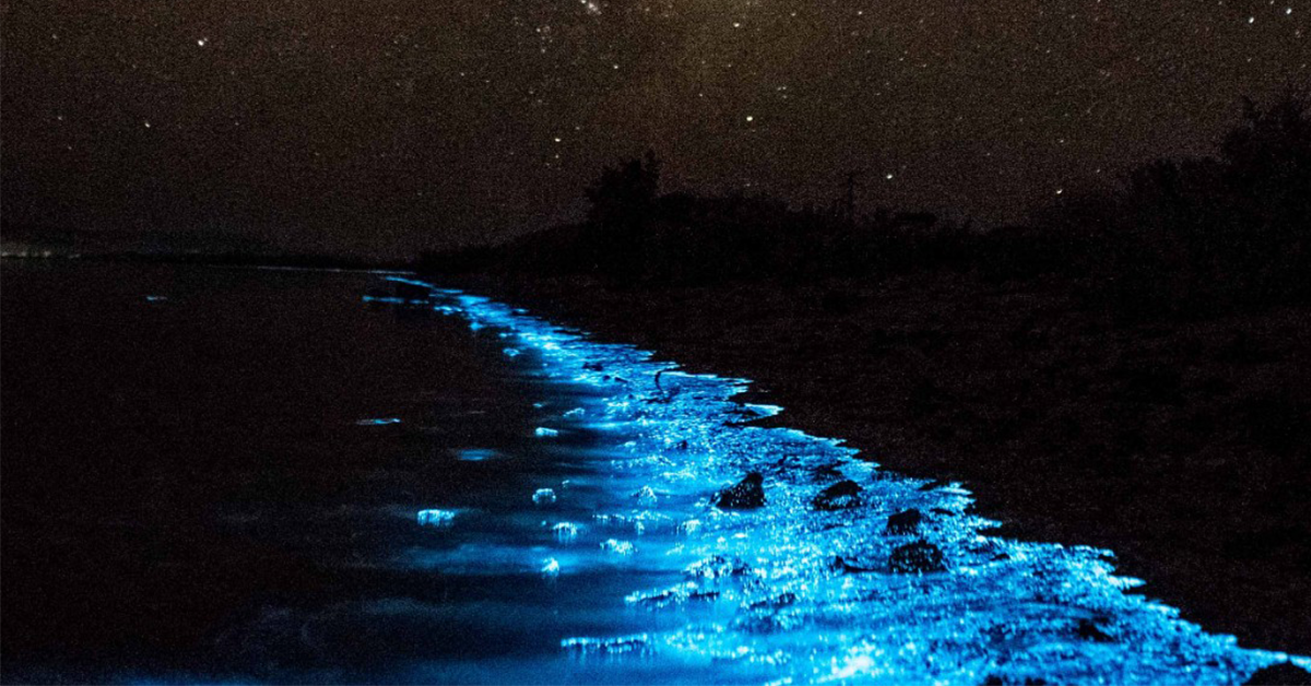 Bhitarkanika This Beach In The Bay Of Bengal Glows At Night Tripoto
